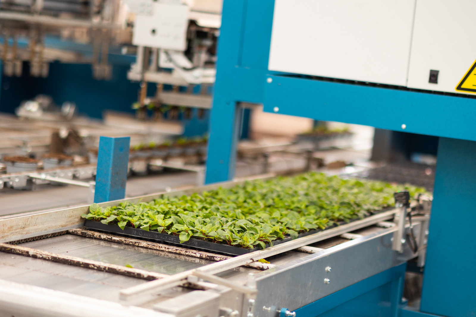 trays avec des plants sur le tapis roulant de la repiqueuse MidiQuatro. 