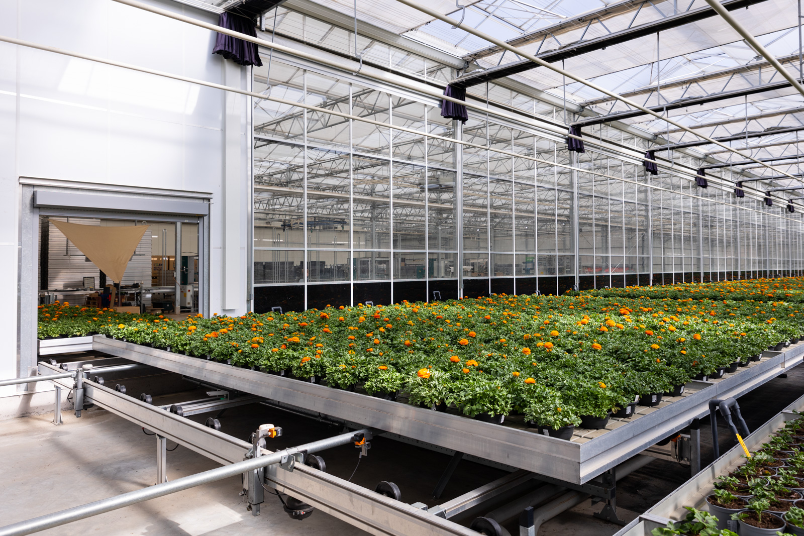 Des rangées de plantes ornementales chez Hartmann Gartenbau, client de TTA-ISO.