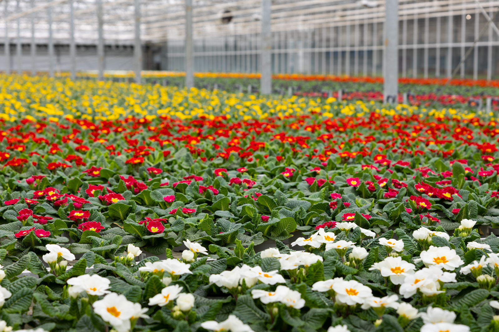 Des rangées de plantes ornementales chez Hartmann Gartenbau.