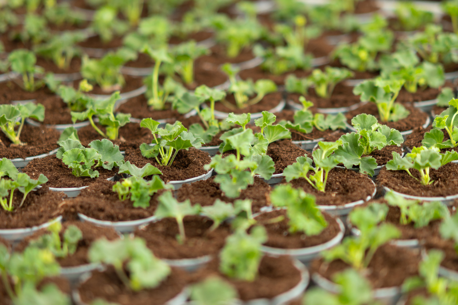 Gros plan sur de jeunes plantes en pot.