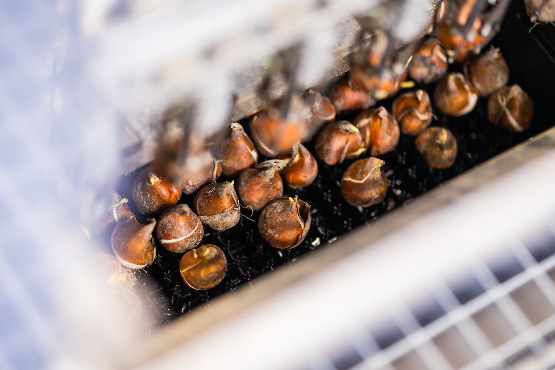Des bulbes de tulipes dans des caisses à la pépinière de tulipes Zwettulips.