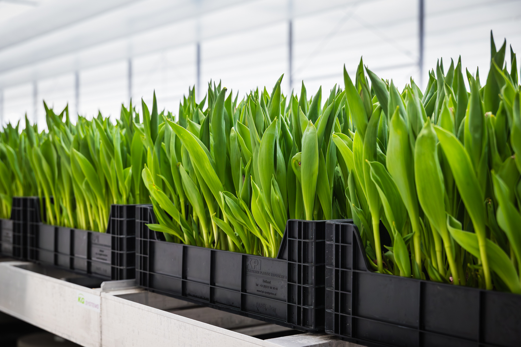 Des tulipes dans des caisses chez un client de TTA-ISO Zwettulips.