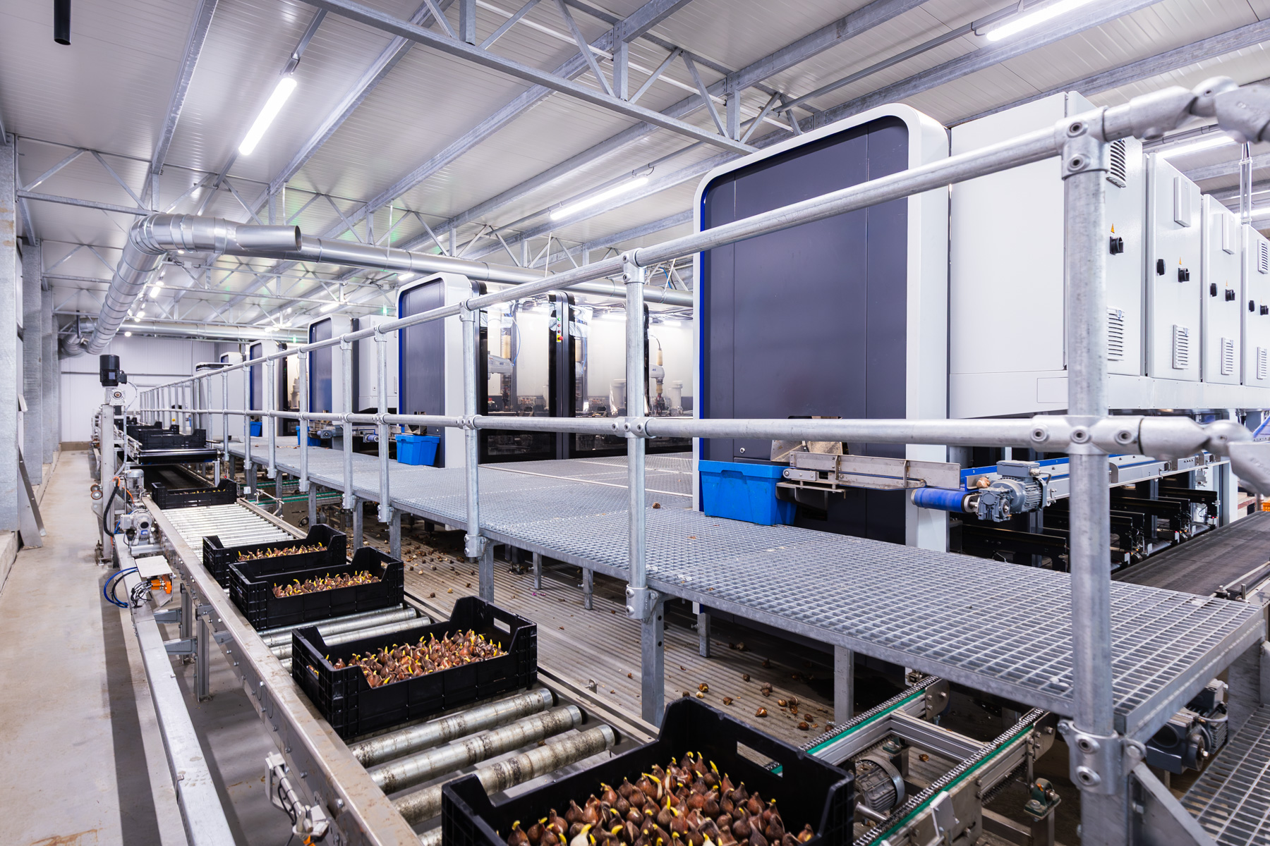 Neuf « BulbPlanters » alignés : la machine de TTA-ISO destinée à insérer des bulbes de tulipes dans des caisses.