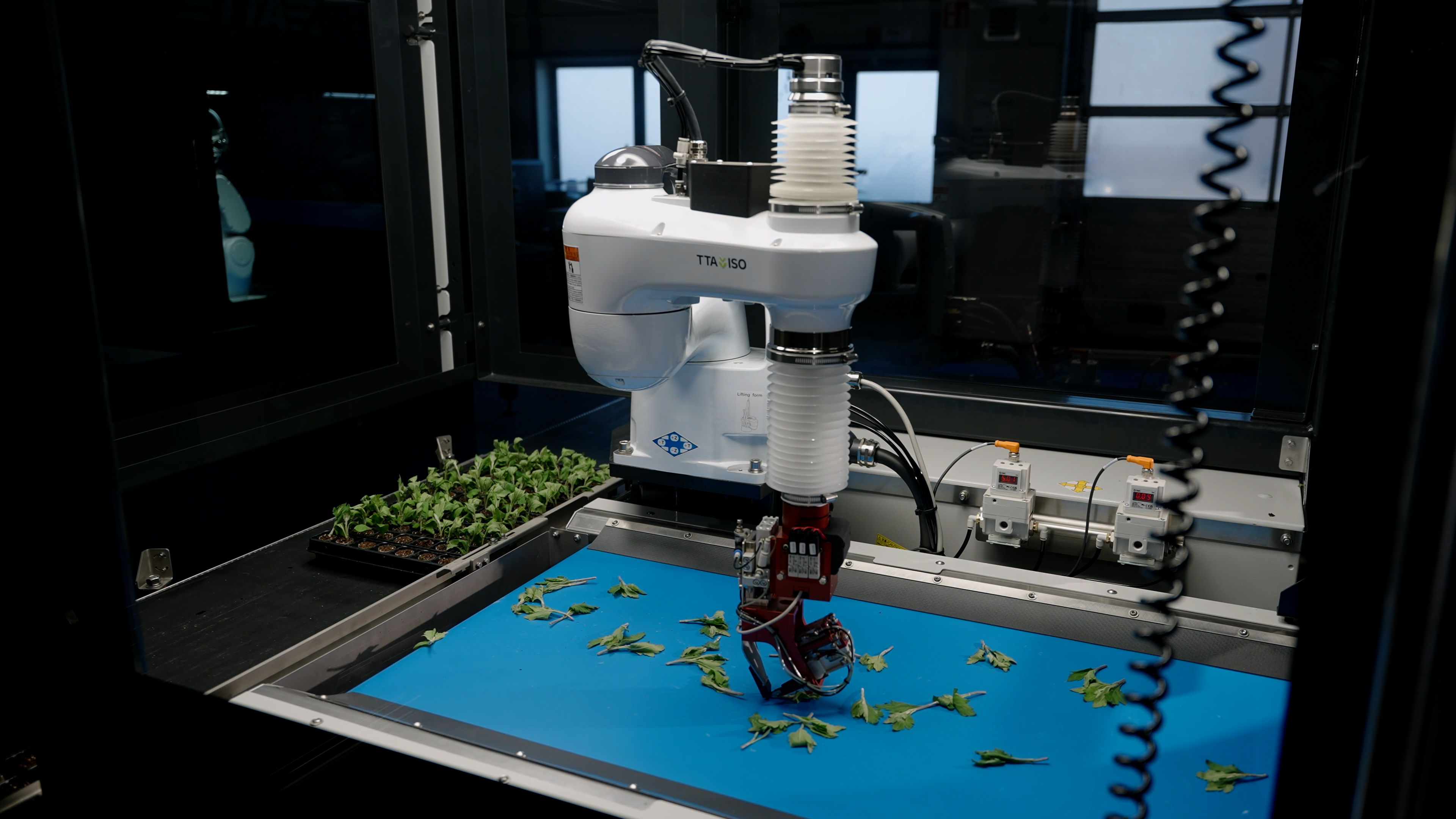 Pince robotisée basculante sélectionnant une bouture sur le tapis roulant du TTA-ISO CuttingPlanter 2.0.