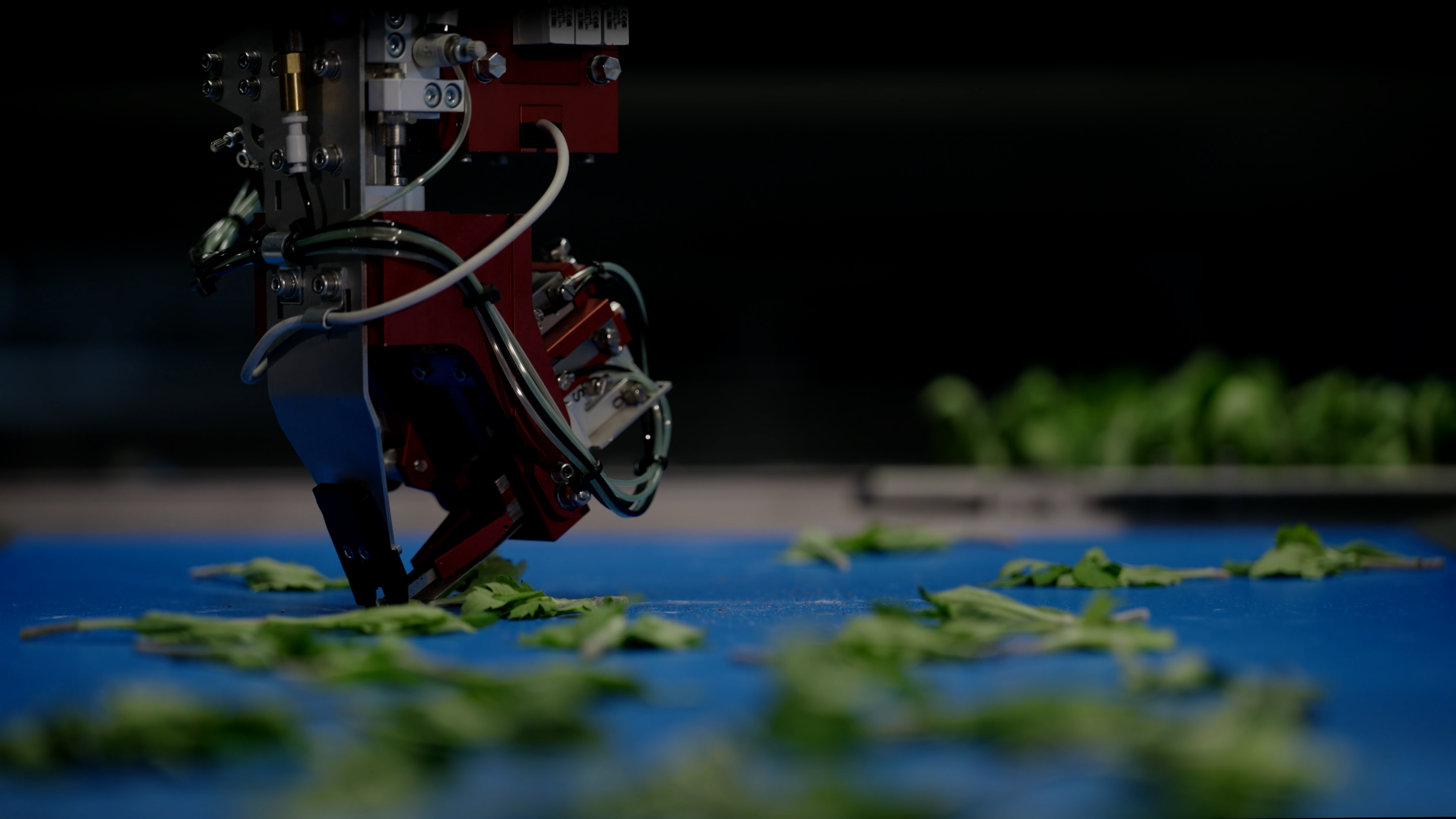 CuttingPlanter 2.0 » de TTA-ISO saisit une bouture sur le tapis roulant.