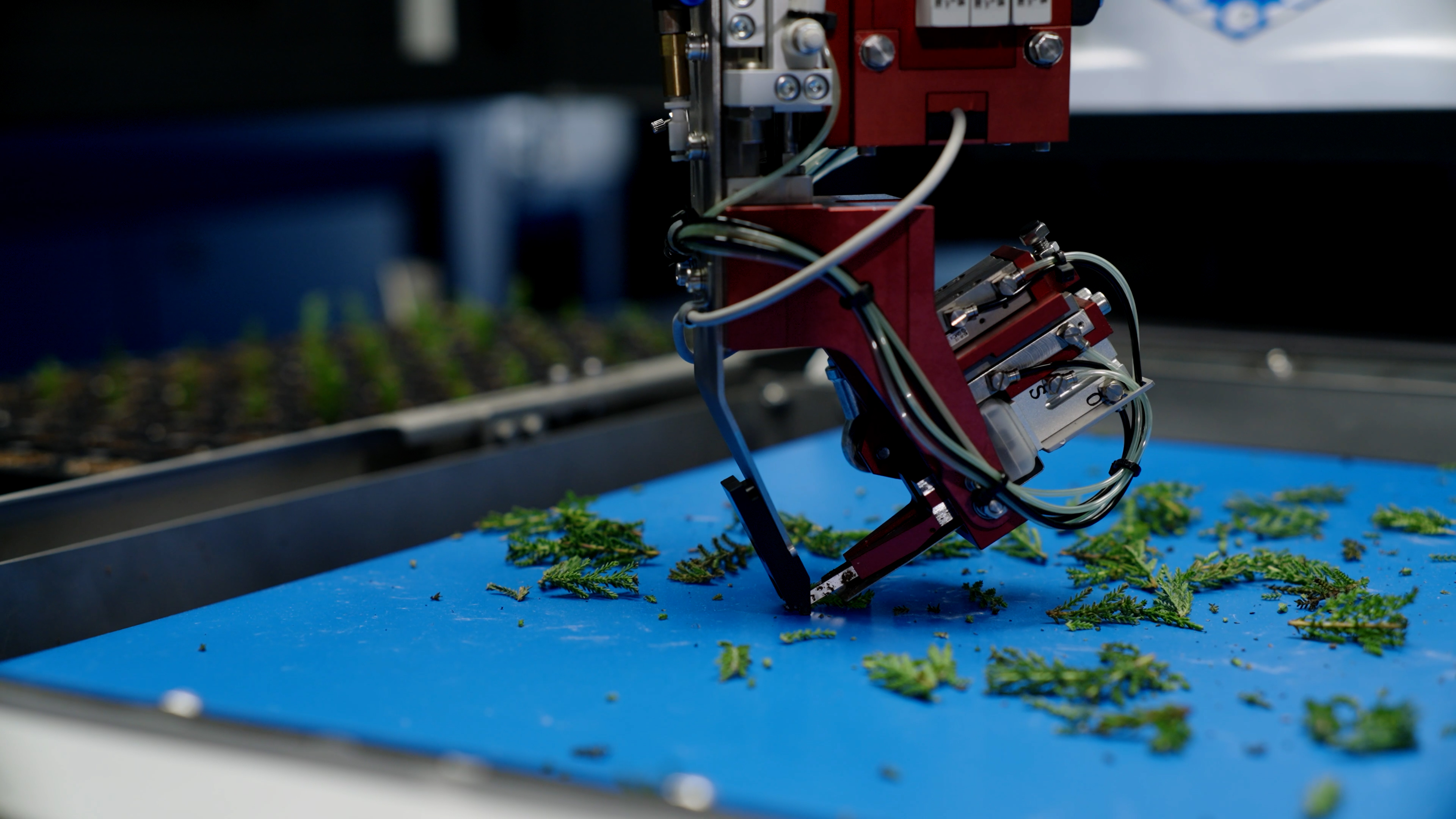 Une bouture est soulevée par la pince de la planteuse TTA-ISO CuttingPlanter 2.0.