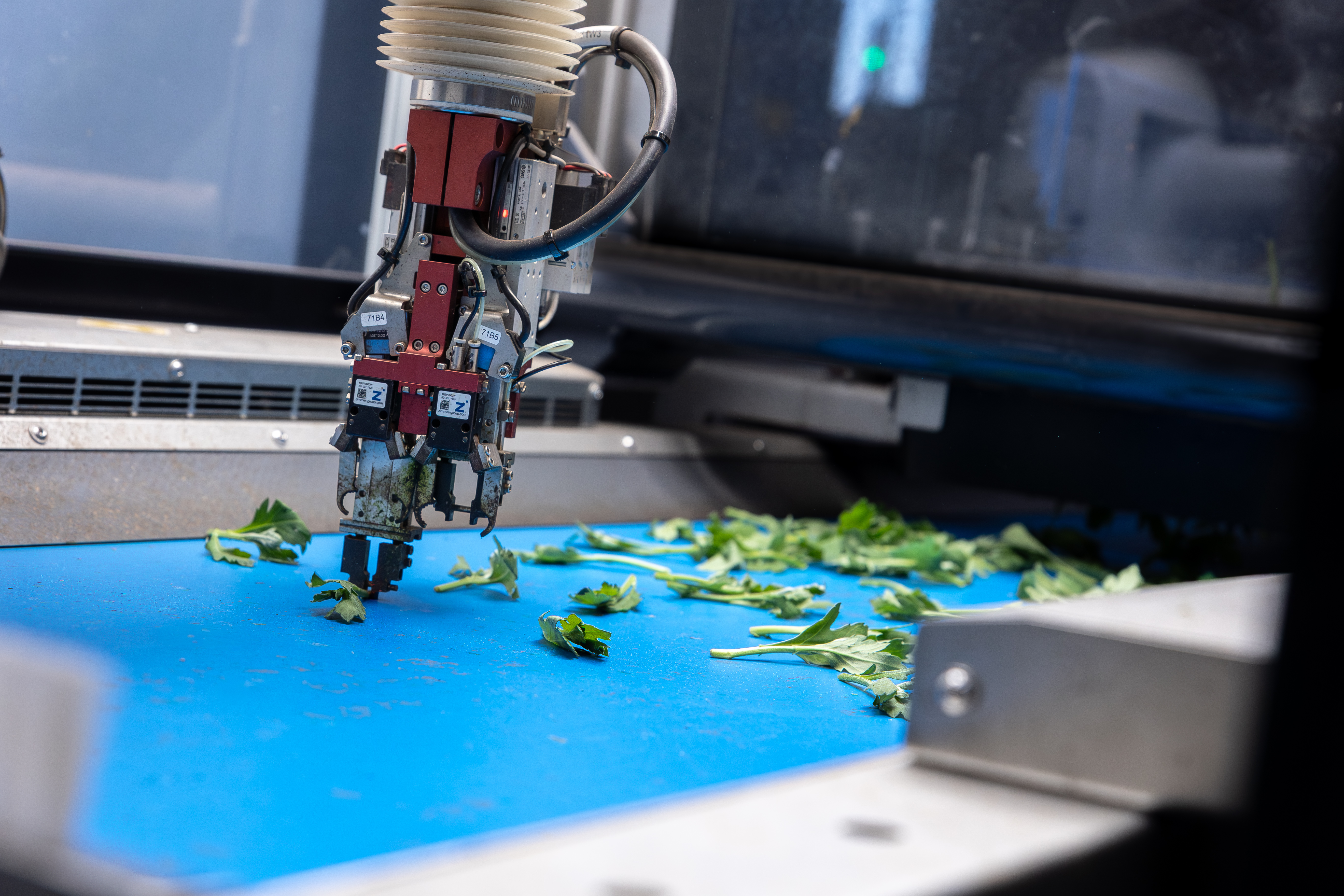 La pince de la machine « TTA-ISO CuttingPlanter Chrysanthemum » saisit une bouture de chrysanthème sur le tapis roulant.