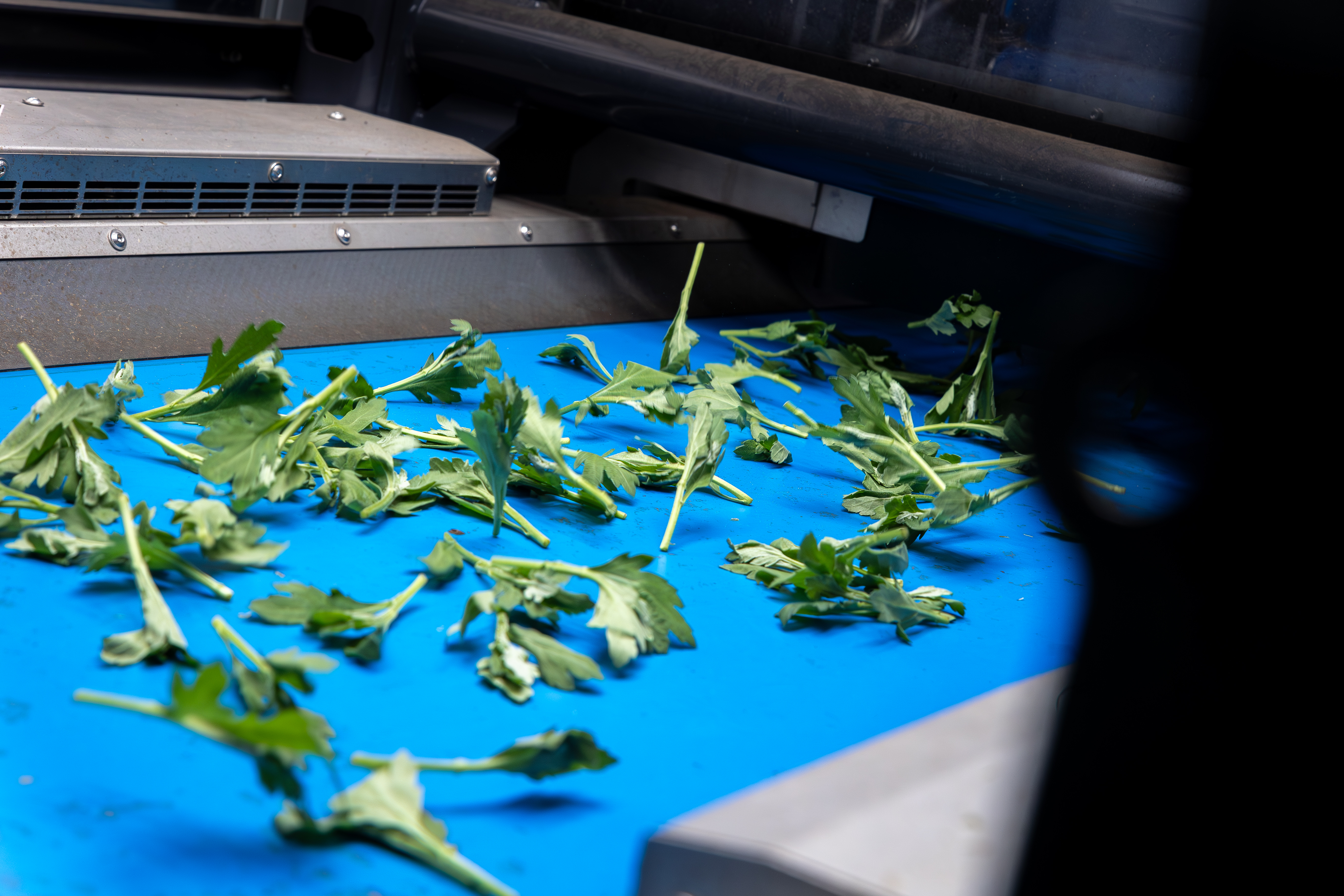 Tapis roulant servant à séparer les boutures de chrysanthèmes afin de les préparer à la cueillette automatisée par la machine TTA-ISO CuttingPlanter Chrysanthemum.