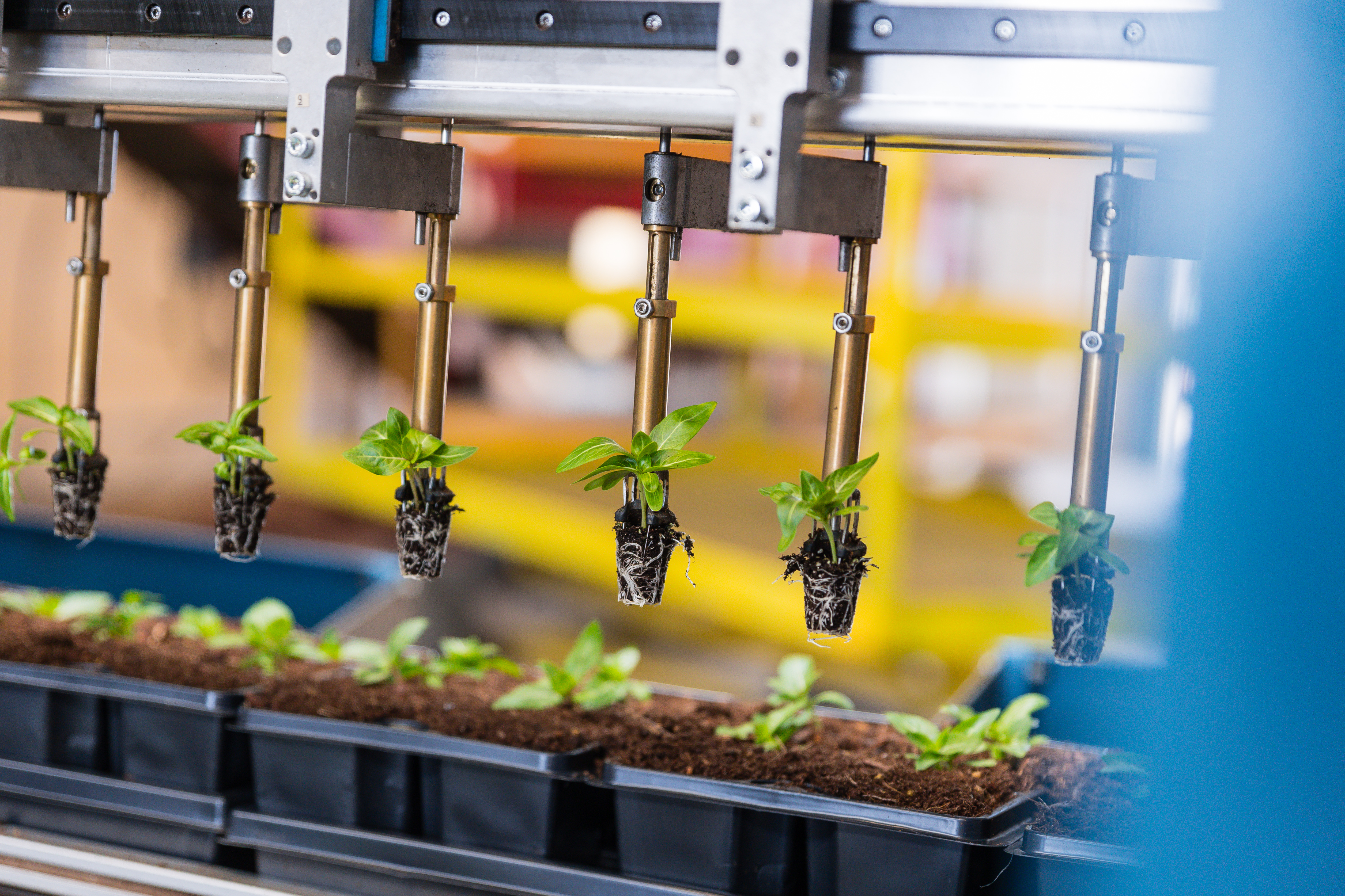 Des pinces robotisées positionnent les mottes de plants en vue de leur mise en place dans trays du système TTA-ISO PackPlanter.