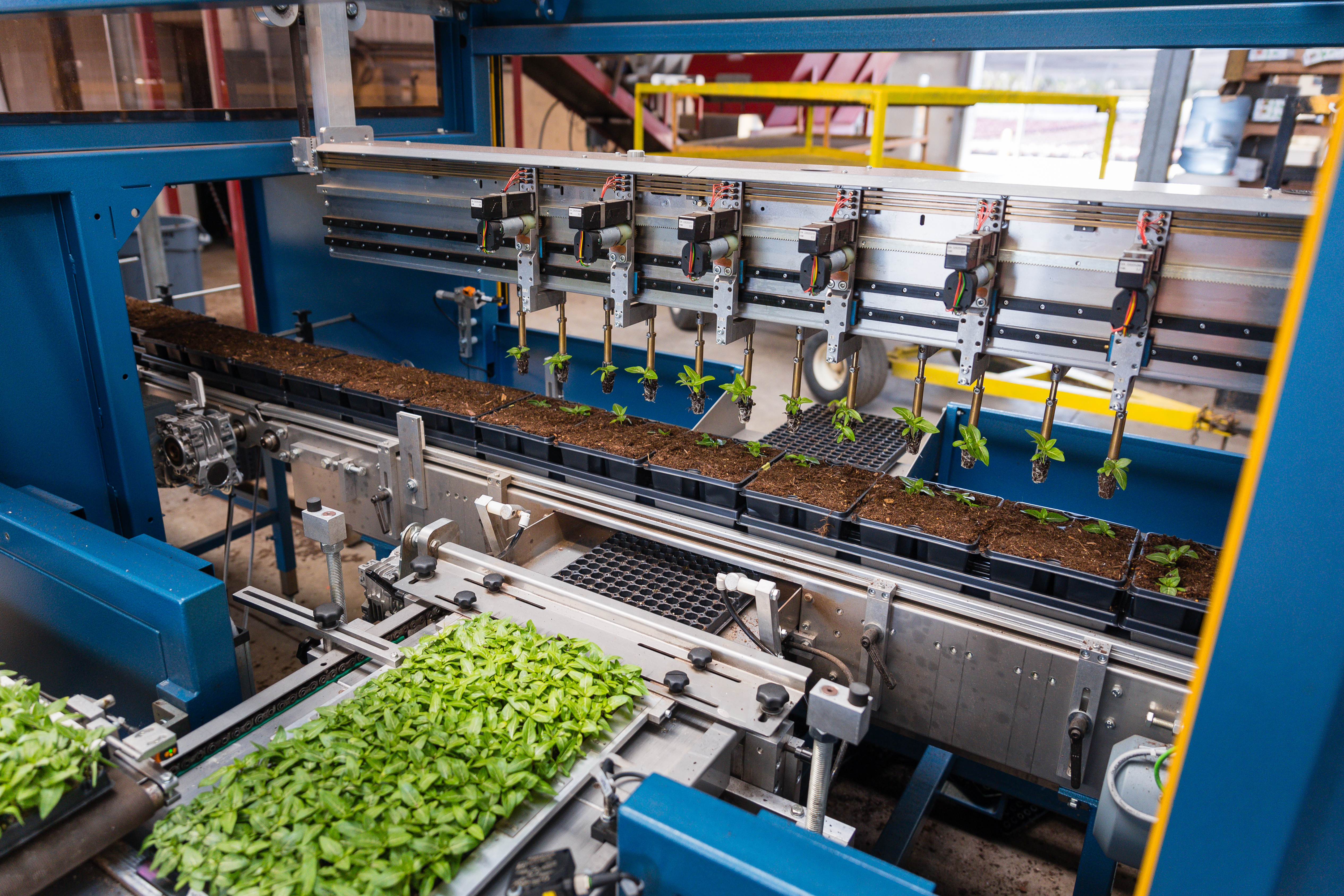 Les mottes sont solidement maintenues par les pinces robotisées du TTA-ISO PackPlanter avant la repique.