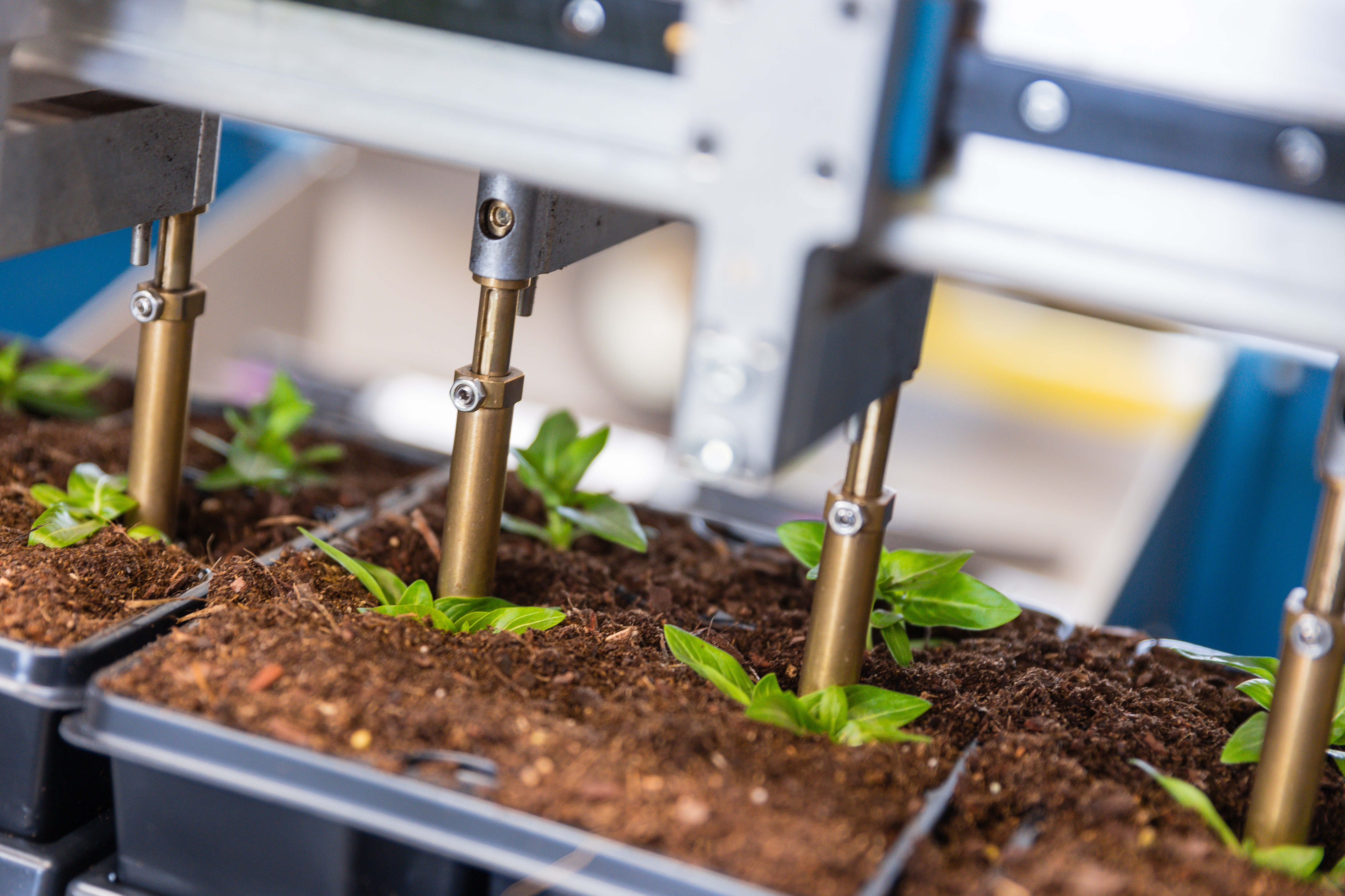 Des mottes de plantes sont placées dans trays les pinces robotisées du TTA-ISO PackPlanter.