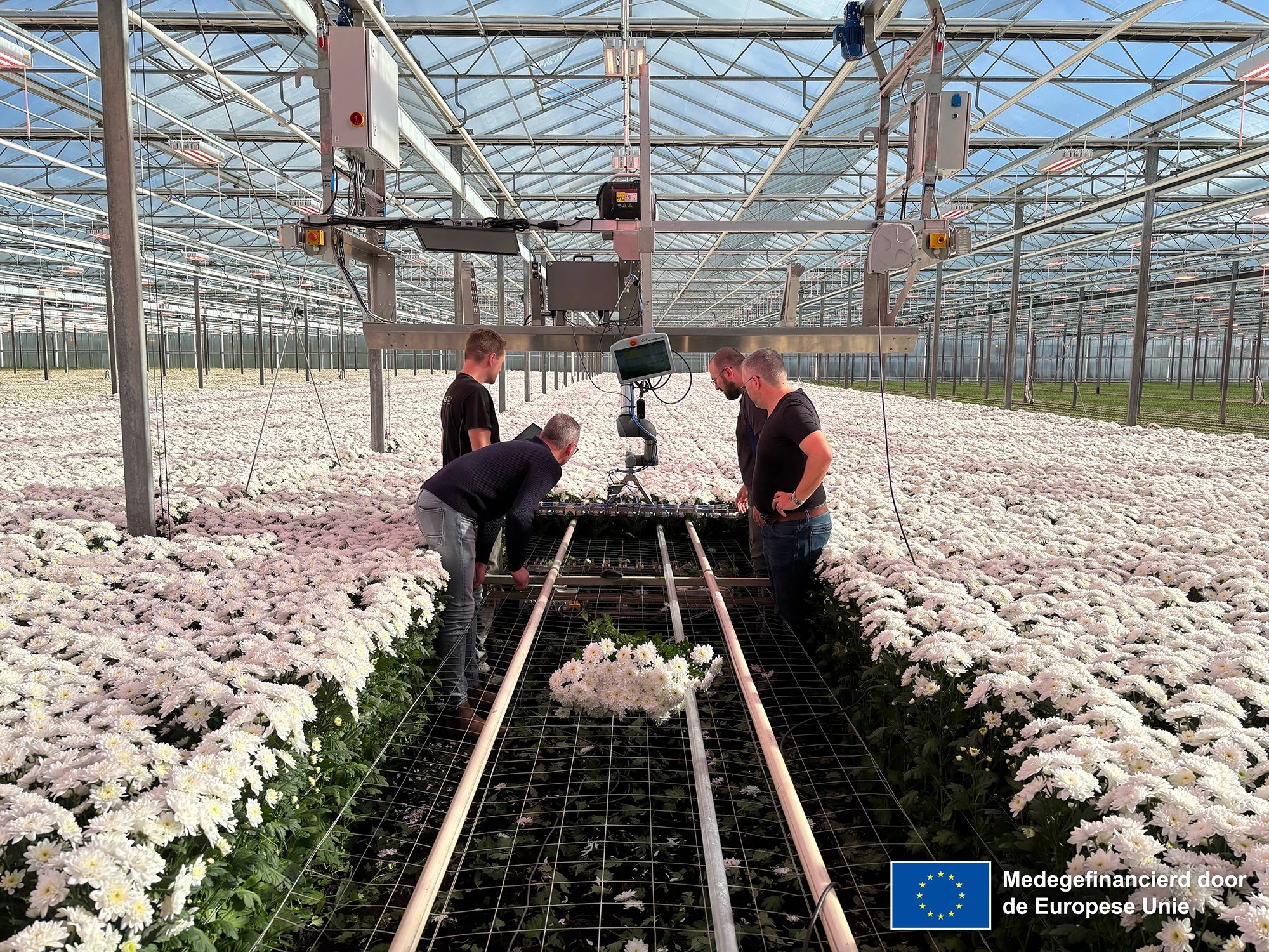 HVC — Chrysanthème « Harvester »