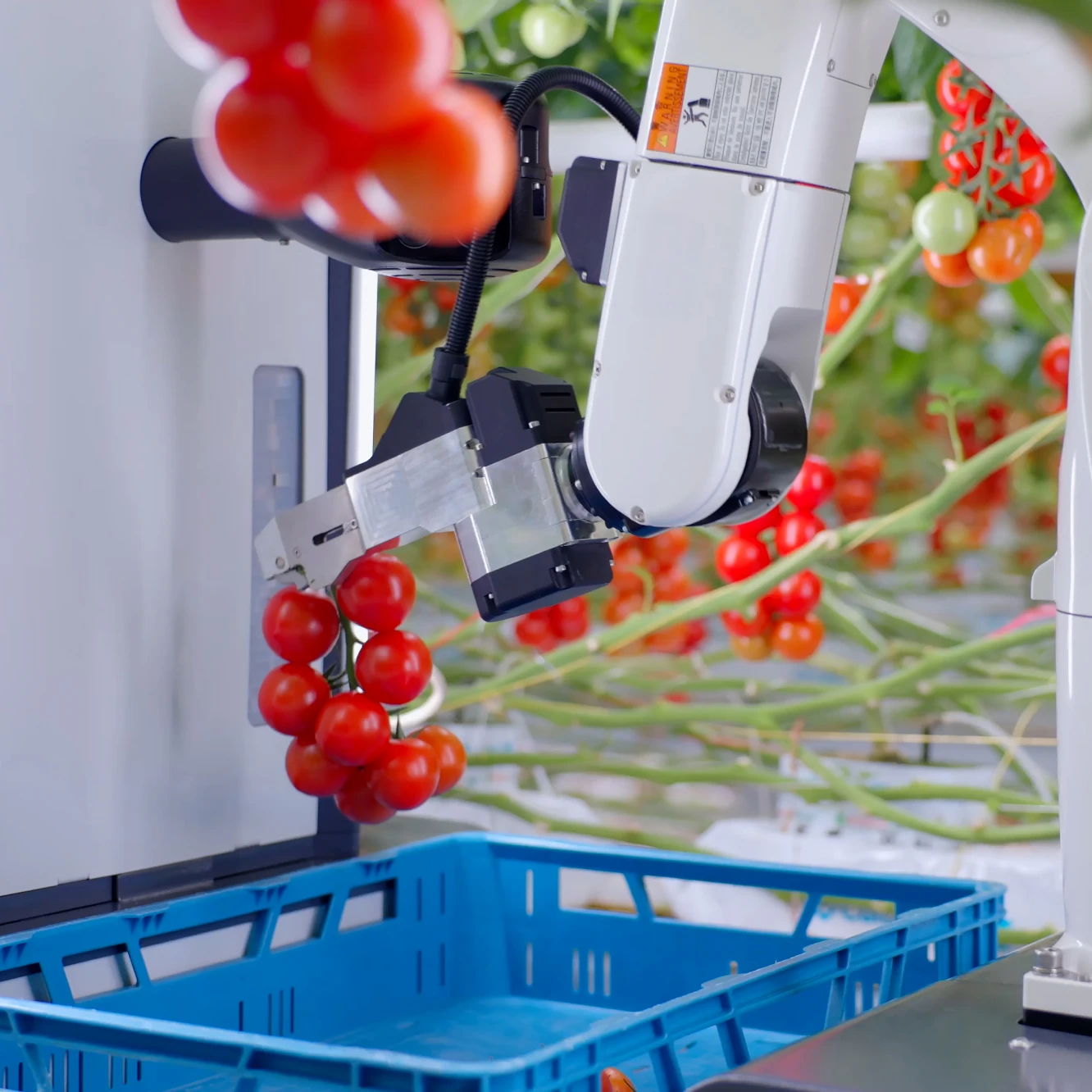 Le robot de récolte de tomates « HarvAI » de TTA-ISO en train de ramasser des tiges de tomates.